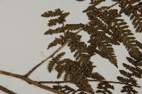 肋毛蕨藏品圖，第4張