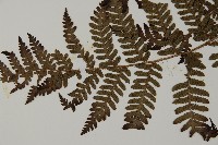 肋毛蕨藏品圖，第5張
