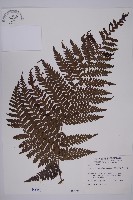 肋毛蕨藏品圖，第1張