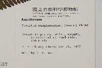 肋毛蕨藏品圖，第2張