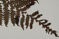 肋毛蕨藏品圖，第3張