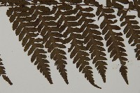 肋毛蕨藏品圖，第4張