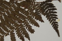 肋毛蕨藏品圖，第5張