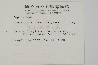 薄葉擬肋毛蕨藏品圖，第2張