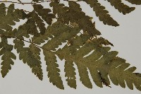 薄葉擬肋毛蕨藏品圖，第3張