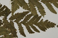 薄葉擬肋毛蕨藏品圖，第4張