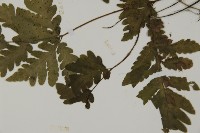 薄葉擬肋毛蕨藏品圖，第5張