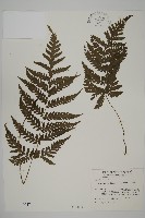 薄葉擬肋毛蕨藏品圖，第1張