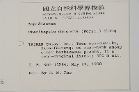 薄葉擬肋毛蕨藏品圖，第2張