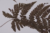 薄葉擬肋毛蕨藏品圖，第3張