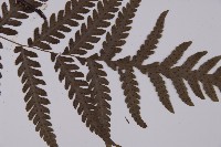 薄葉擬肋毛蕨藏品圖，第4張