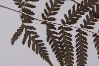 薄葉擬肋毛蕨藏品圖，第5張