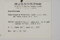 屏東擬肋毛蕨藏品圖，第2張