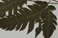 屏東擬肋毛蕨藏品圖，第3張