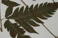 屏東擬肋毛蕨藏品圖，第4張