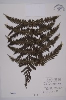 高士佛擬肋毛蕨藏品圖，第1張