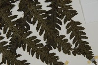 高士佛擬肋毛蕨藏品圖，第3張