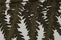 高士佛擬肋毛蕨藏品圖，第4張