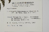 高士佛擬肋毛蕨藏品圖，第2張