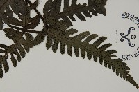 高士佛擬肋毛蕨藏品圖，第3張