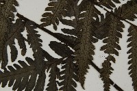 高士佛擬肋毛蕨藏品圖，第5張