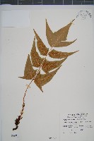 細齒貫眾蕨藏品圖，第1張