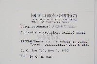 細齒貫眾蕨藏品圖，第2張