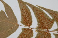 細齒貫眾蕨藏品圖，第4張