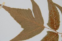 細齒貫眾蕨藏品圖，第5張