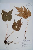 細齒貫眾蕨藏品圖，第1張