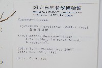 細齒貫眾蕨藏品圖，第2張