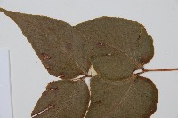 細齒貫眾蕨藏品圖，第3張