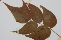 細齒貫眾蕨藏品圖，第4張