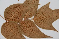 細齒貫眾蕨藏品圖，第5張