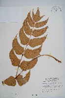 細齒貫眾蕨藏品圖，第1張