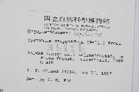 細齒貫眾蕨藏品圖，第2張