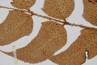 細齒貫眾蕨藏品圖，第3張