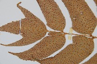 細齒貫眾蕨藏品圖，第4張