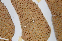 細齒貫眾蕨藏品圖，第5張