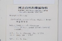 細齒貫眾蕨藏品圖，第2張