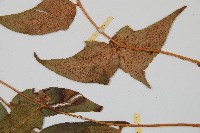 細齒貫眾蕨藏品圖，第4張