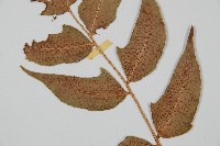 細齒貫眾蕨藏品圖，第5張