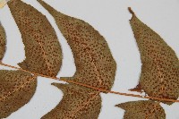 細齒貫眾蕨藏品圖，第4張