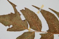 細齒貫眾蕨藏品圖，第5張