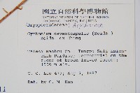 披針貫眾蕨藏品圖，第2張