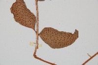 披針貫眾蕨藏品圖，第3張