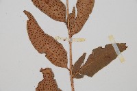 披針貫眾蕨藏品圖，第4張