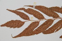 披針貫眾蕨藏品圖，第5張