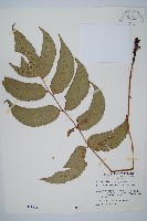 細齒貫眾蕨藏品圖，第1張