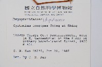 細齒貫眾蕨藏品圖，第2張